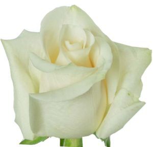 Stallion Concrete Color - Roses – Cream & White