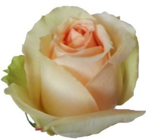 Stallion Concrete Color - Roses – Peach