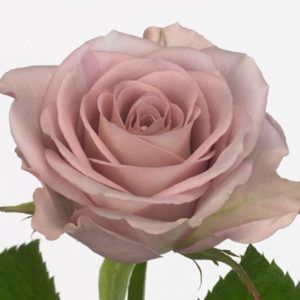 Stallion Concrete Color - Roses – Purple & Lavender