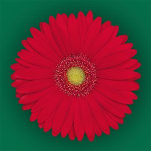 Stallion Concrete Color - Gerbera – Mini