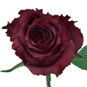 Stallion Concrete Color - Roses – Purple & Lavender