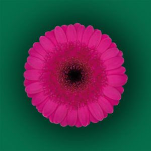Stallion Concrete Color - Gerbera – Mini