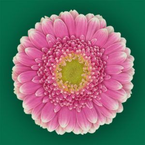 Stallion Concrete Color - Gerbera – Mini
