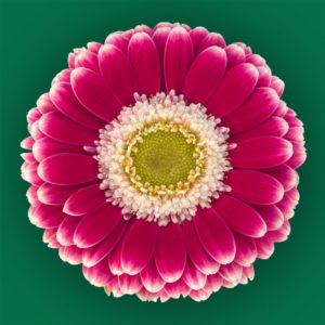 Stallion Concrete Color - Gerbera – Mini