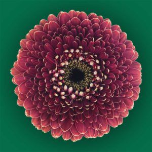 Stallion Concrete Color - Gerbera – Pomponi