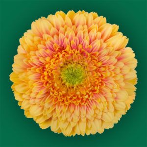 Stallion Concrete Color - Gerbera – Pomponi