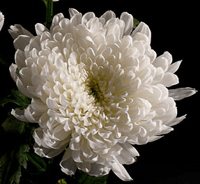 Stallion Concrete Color - Mums – Commercial, Cremone, Spider