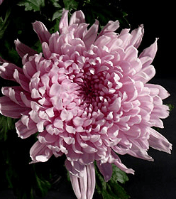 Stallion Concrete Color - Mums – Commercial, Cremone, Spider