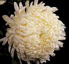 Stallion Concrete Color - Mums – Commercial, Cremone, Spider