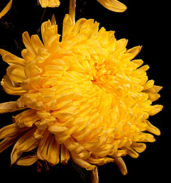 Stallion Concrete Color - Mums – Commercial, Cremone, Spider