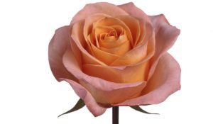 Stallion Concrete Color - Roses – Orange & Coral