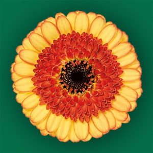 Stallion Concrete Color - Gerbera – Mini
