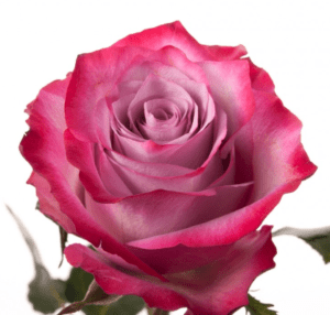 Stallion Concrete Color - Roses – Purple & Lavender