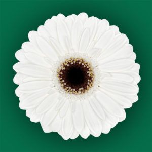 Stallion Concrete Color - Gerbera – Mini