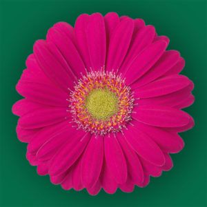 Stallion Concrete Color - Gerbera – Mini