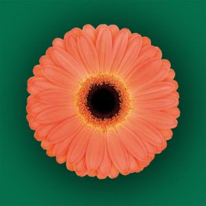 Stallion Concrete Color - Gerbera – Mini