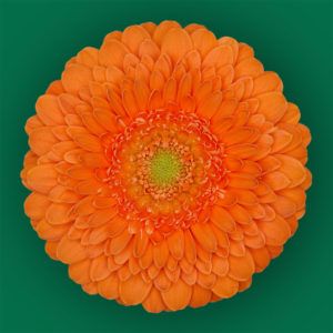 Stallion Concrete Color - Gerbera – Pomponi