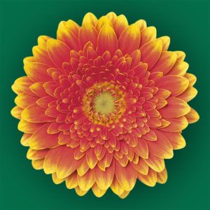 Stallion Concrete Color - Gerbera – Mini