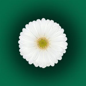Stallion Concrete Color - Gerbera – Mini