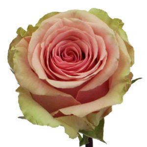 Stallion Concrete Color - Roses – Pink, Light Pink & Blush