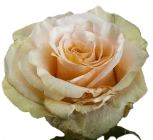 Stallion Concrete Color - Roses – Sandy Tones