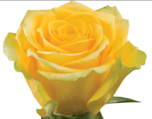 Stallion Concrete Color - Roses – Yellow