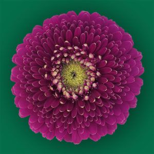 Stallion Concrete Color - Gerbera – Pomponi