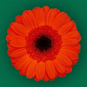 Stallion Concrete Color - Gerbera – Mini