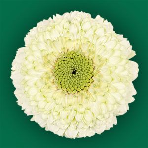 Stallion Concrete Color - Gerbera – Pomponi