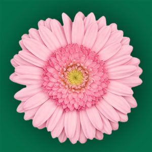 Stallion Concrete Color - Gerbera – Mini