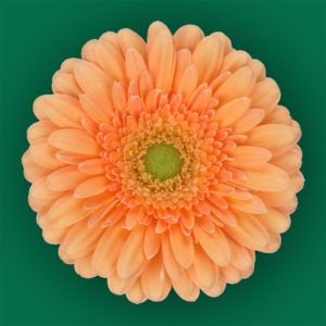 Stallion Concrete Color - Gerbera – Mini