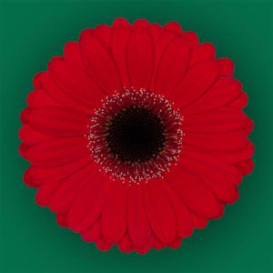 Stallion Concrete Color - Gerbera – Mini