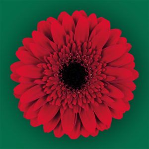 Stallion Concrete Color - Gerbera – Mini