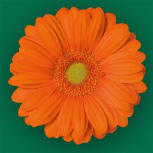 Stallion Concrete Color - Gerbera – Mini