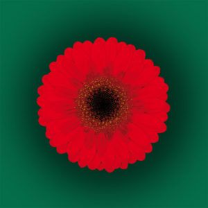Stallion Concrete Color - Gerbera – Mini