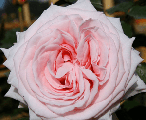 Stallion Concrete Color - Roses – Garden & Garden Like