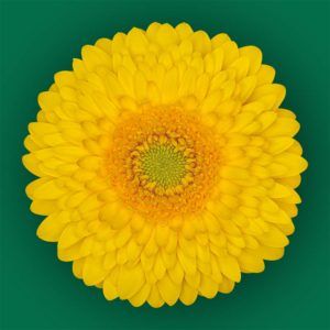 Stallion Concrete Color - Gerbera – Pomponi