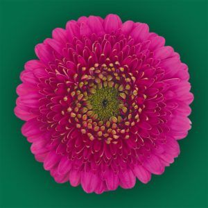 Stallion Concrete Color - Gerbera – Pomponi
