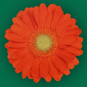 Stallion Concrete Color - Gerbera – Mini