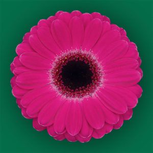Stallion Concrete Color - Gerbera – Mini