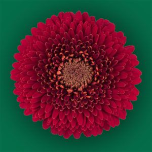 Stallion Concrete Color - Gerbera – Pomponi