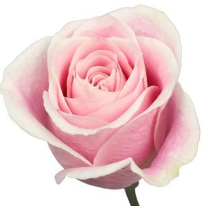 Stallion Concrete Color - Roses – Pink, Light Pink & Blush