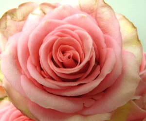 Stallion Concrete Color - Roses – Pink, Light Pink & Blush