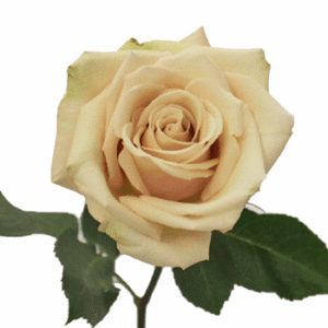 Stallion Concrete Color - Roses – Sandy Tones