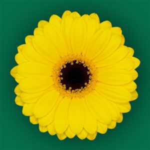 Stallion Concrete Color - Gerbera – Mini