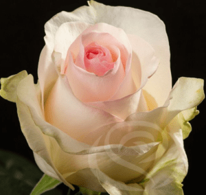 Stallion Concrete Color - Roses – Pink, Light Pink & Blush