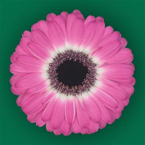 Stallion Concrete Color - Gerbera – Mini