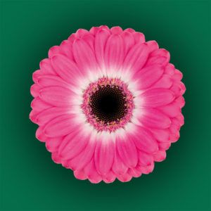 Stallion Concrete Color - Gerbera – Mini