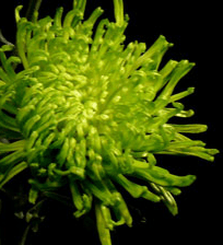 Stallion Concrete Color - Mums – Commercial, Cremone, Spider