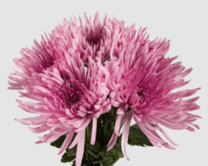 Stallion Concrete Color - Mums – Commercial, Cremone, Spider
